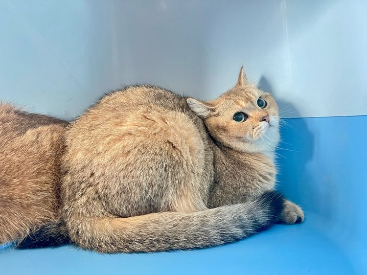 บริติช ลูกแมว 5 เดือน