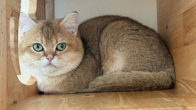 British Shorthair ชายครับ