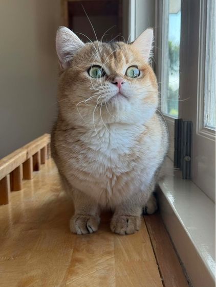 British Shorthair ชายครับ รูปที่ 5