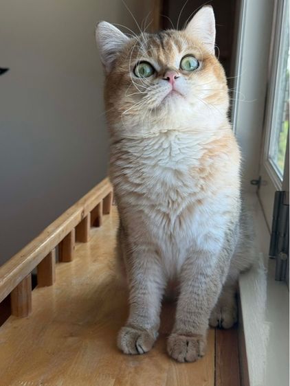 British Shorthair ชายครับ รูปที่ 6