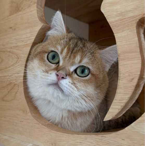 British Shorthair ชายครับ รูปที่ 3