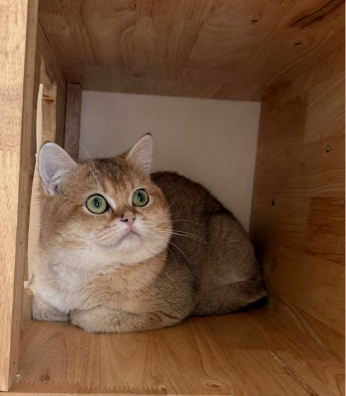 British Shorthair ชายครับ รูปที่ 2