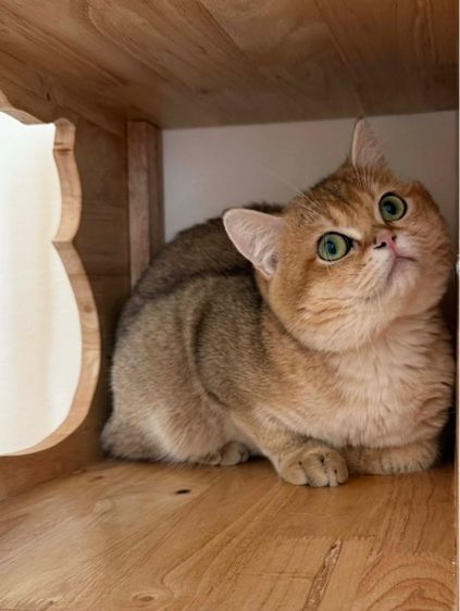 British Shorthair ชายครับ รูปที่ 4