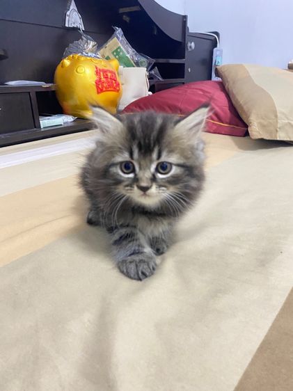 เปอร์เซียแท้ รูปที่ 4