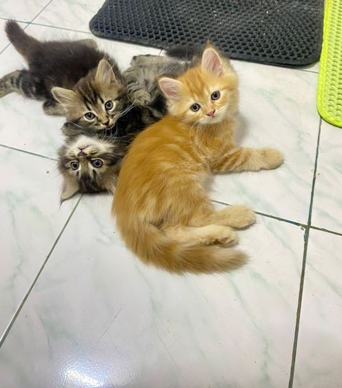 เปอร์เซียแท้ รูปที่ 3