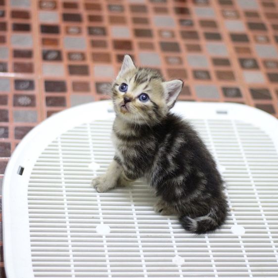 แมว🐱 รูปที่ 2