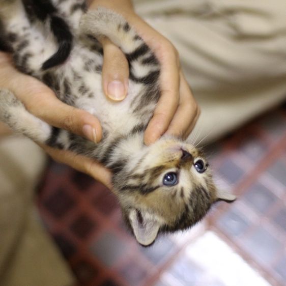 แมว🐱 รูปที่ 4