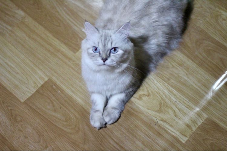 แมว🐱 รูปที่ 8