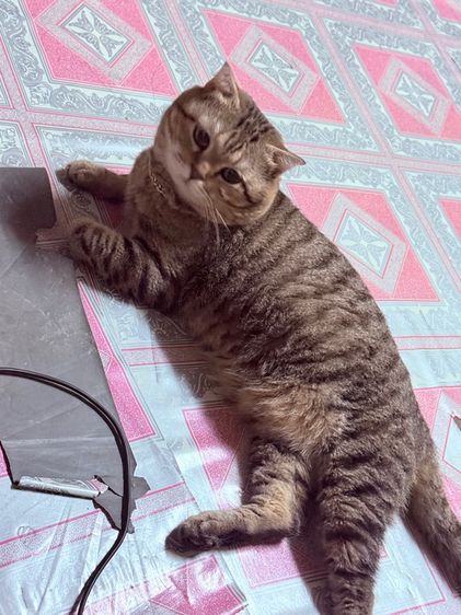 แมว🐱 รูปที่ 9