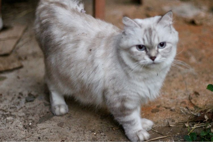 แมว🐱 รูปที่ 7