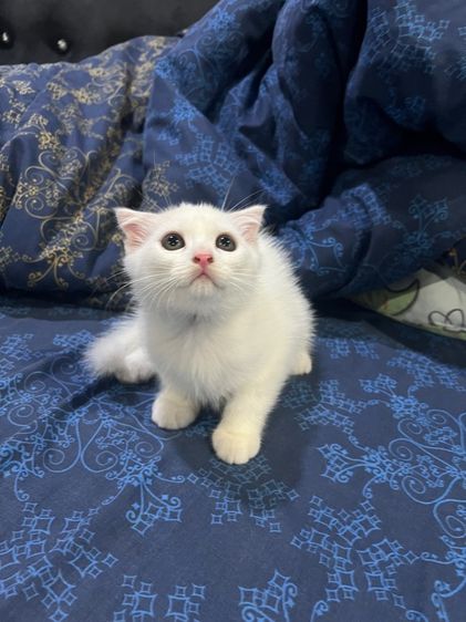 หาบ้านน้องแมวสก็อตติช เด็กหญิงทั้ง2  รูปที่ 5