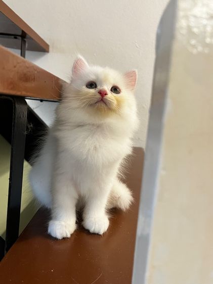 แมวเปอร์เซียสีขาว