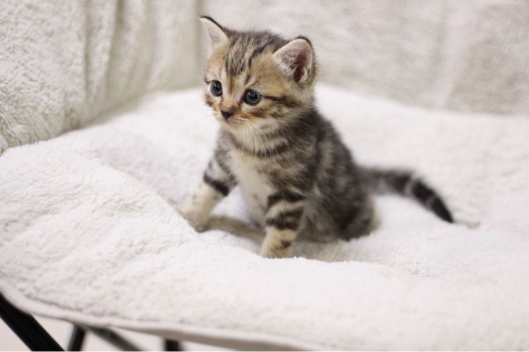 แมว🐱 รูปที่ 2