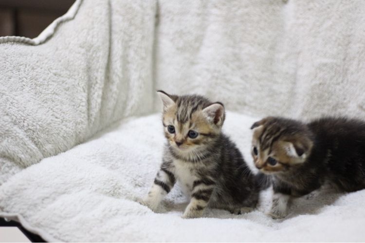 แมว🐱 รูปที่ 8