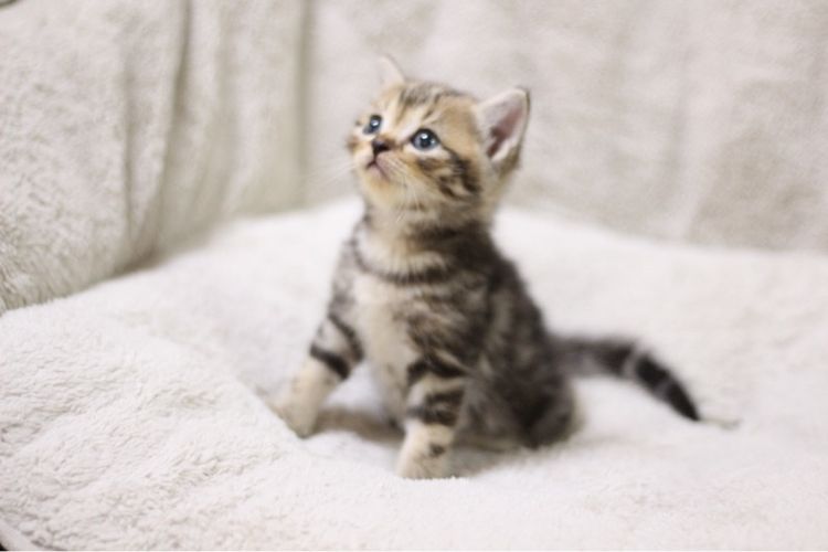 แมว🐱 รูปที่ 3