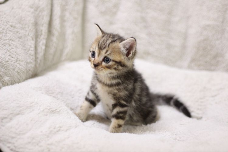 แมว🐱 รูปที่ 4