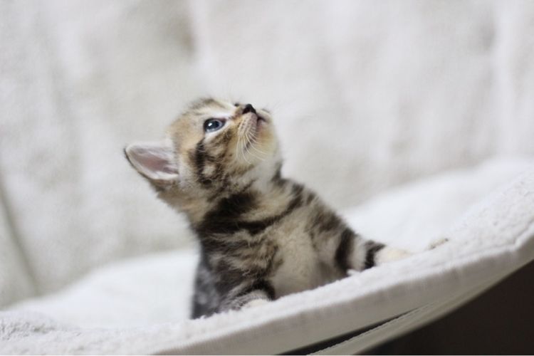 แมว🐱 รูปที่ 11