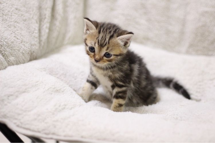 แมว🐱 รูปที่ 5