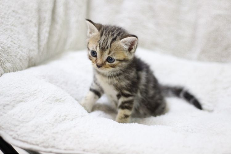 แมว🐱 รูปที่ 7