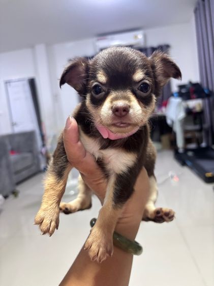 ชิวาว่า💥พิเศษ💥 รูปที่ 2