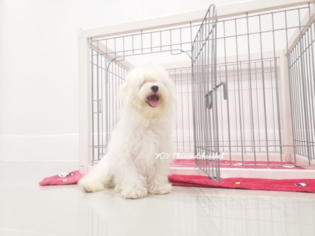 มอลติพู6เดือนกว่า เพศผู้ รูปที่ 2