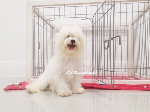 มอลติพู6เดือนกว่า เพศผู้ รูปที่ 3