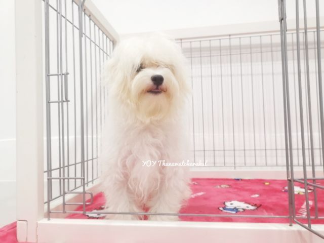 มอลติพู6เดือนกว่า เพศผู้ รูปที่ 4