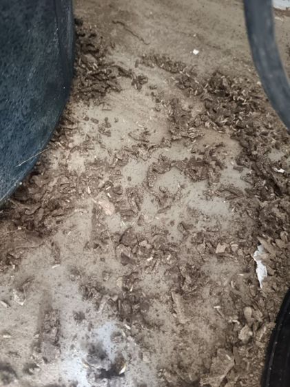 บริการ กําจัดแมลง ปลวก ม แมลงสาบ รูปที่ 2