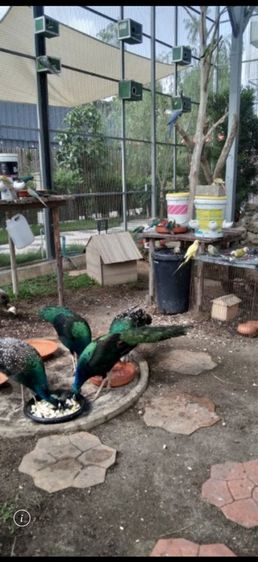 นกยูงแบล็ควิง รูปที่ 2