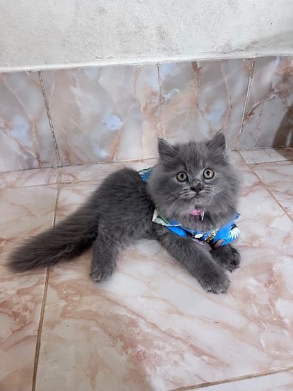 แมวเปอร์เซีย สีบลู เพศผู้ รูปที่ 4
