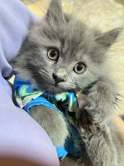 แมวเปอร์เซีย สีบลู เพศผู้ รูปที่ 3