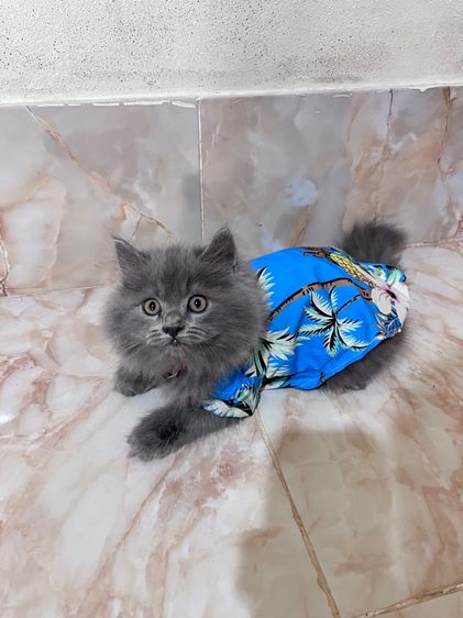 แมวเปอร์เซีย สีบลู เพศผู้ รูปที่ 2