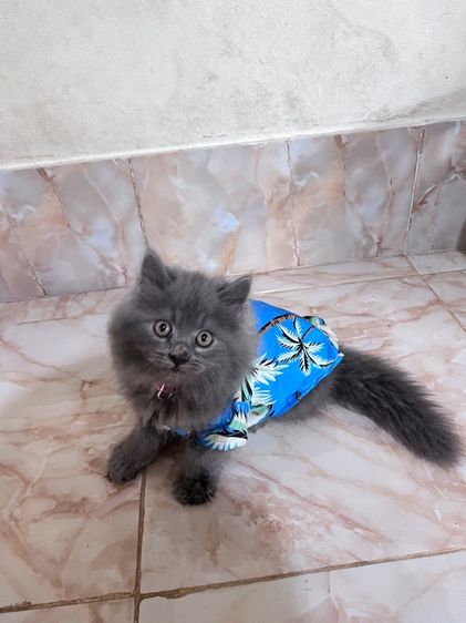 แมวเปอร์เซีย สีบลู เพศผู้ รูปที่ 5