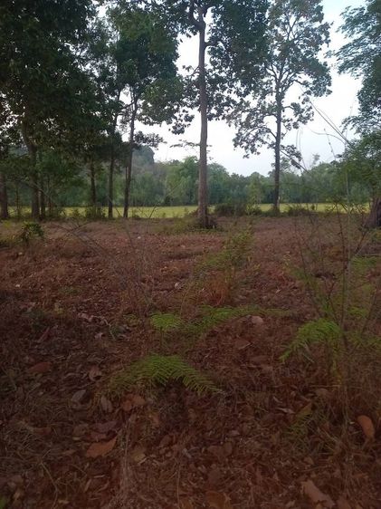 ใช่ ที่ไร่ว่างเปล่า  รูปที่ 2