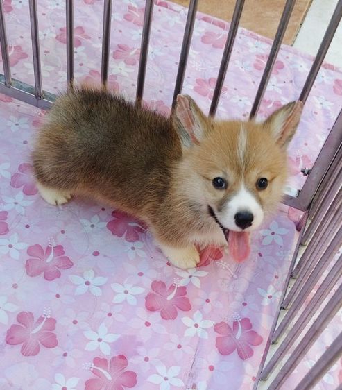 5ตัวสุดท้าย  ลูกคอร์กี้ เปิดจองครับ รูปที่ 4