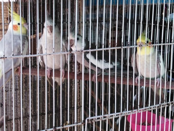 ค๊อกคาเทลพร้อมทำ รูปที่ 5