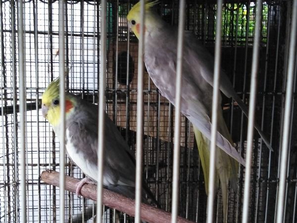 ค๊อกคาเทลพร้อมทำ รูปที่ 3