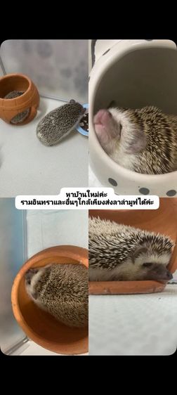 เม่นแคระฟรี