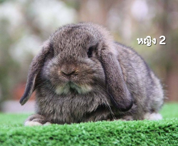 กระต่ายฮอลแลนด์ลอป รูปที่ 3