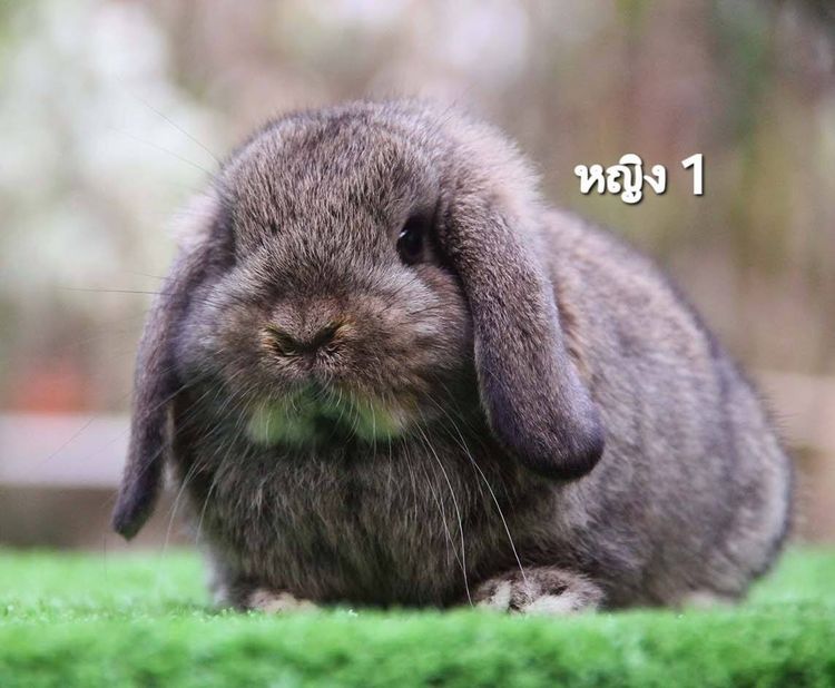 กระต่ายฮอลแลนด์ลอป รูปที่ 2