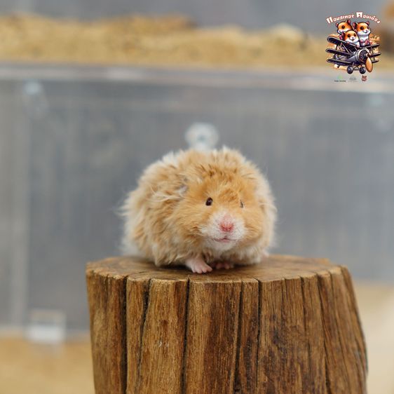 หนูแฮมสเตอร์ ดอนเมือง รูปที่ 12