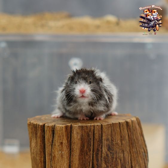 หนูแฮมสเตอร์ ดอนเมือง รูปที่ 11