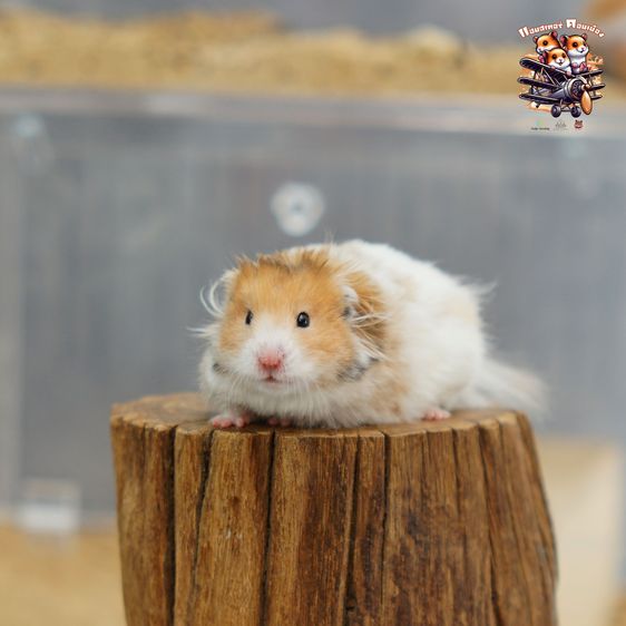 หนูแฮมสเตอร์ ดอนเมือง รูปที่ 13