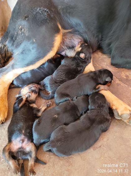 ลูกร็อตไวเลอร์ รูปที่ 3