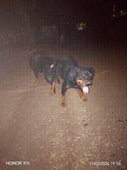 ลูกร็อตไวเลอร์ รูปที่ 7