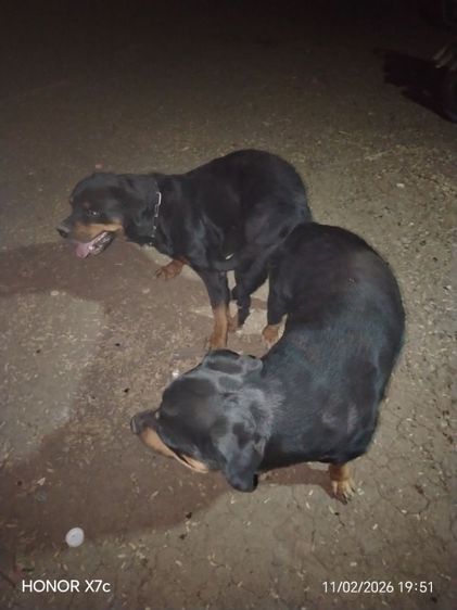 ลูกร็อตไวเลอร์ รูปที่ 6