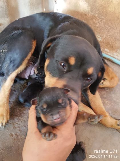 ลูกร็อตไวเลอร์ รูปที่ 2