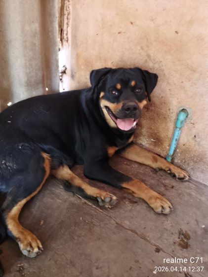 ลูกร็อตไวเลอร์ รูปที่ 4