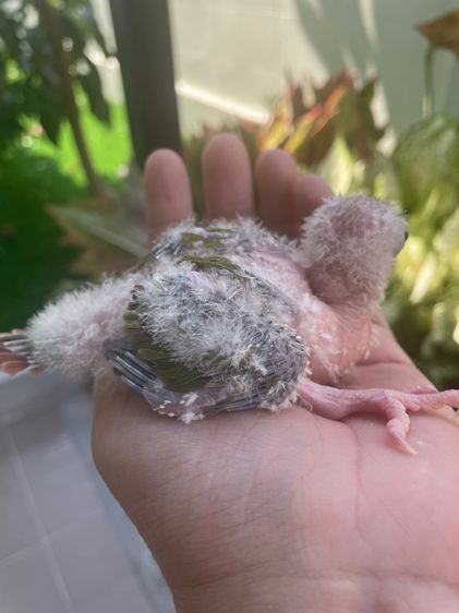 เด็กปทุมหาบ้าน สายป้อน กรีนชีคพายแอปเปิ้ล