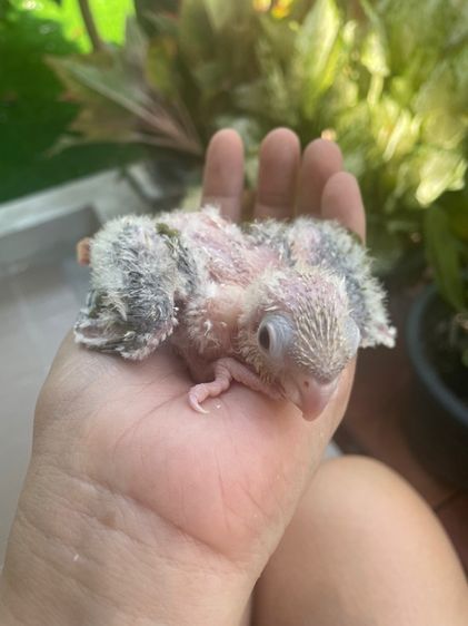 เด็กปทุมหาบ้าน สายป้อน กรีนชีคพายแอปเปิ้ล รูปที่ 3